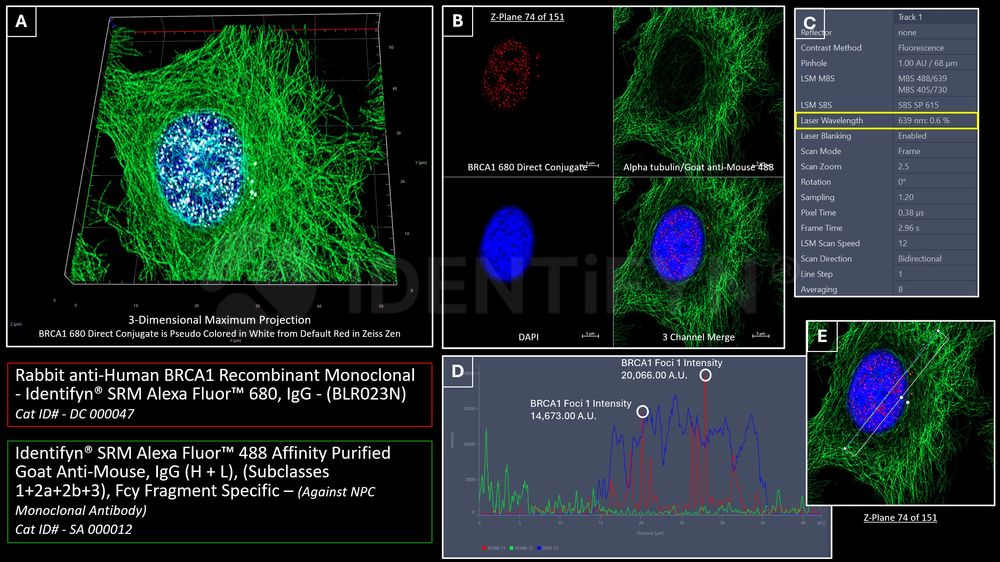 Rabbit anti-Human BRCA1 Recombinant Monoclonal - Identifyn® SRM Alexa ...