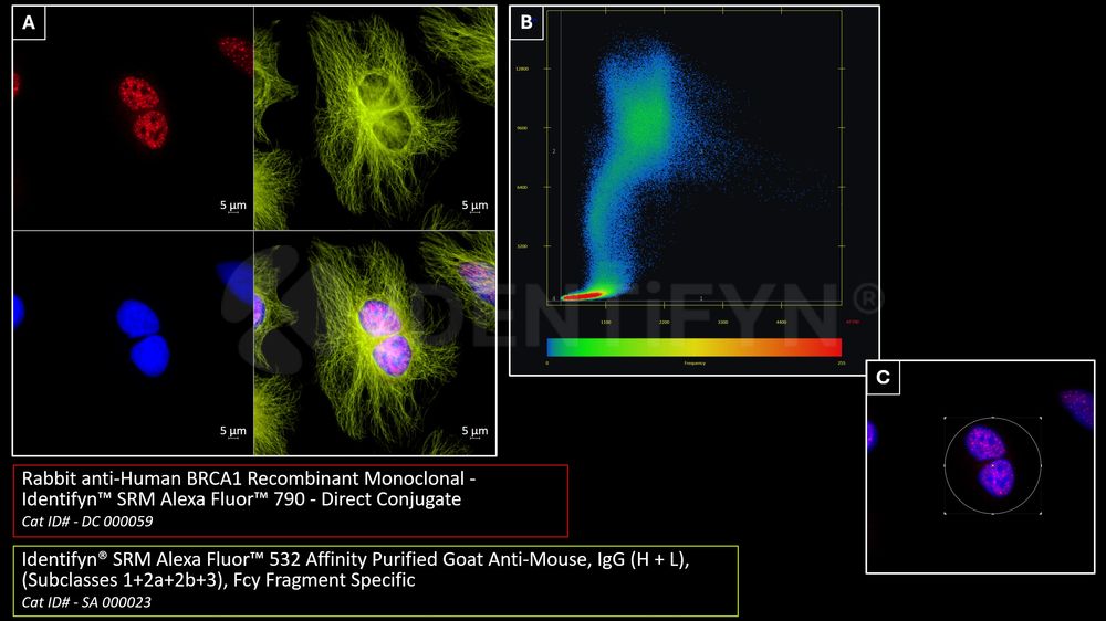Widefield | Rabbit anti-Human BRCA1 Recombinant Monoclonal - Identifyn ...