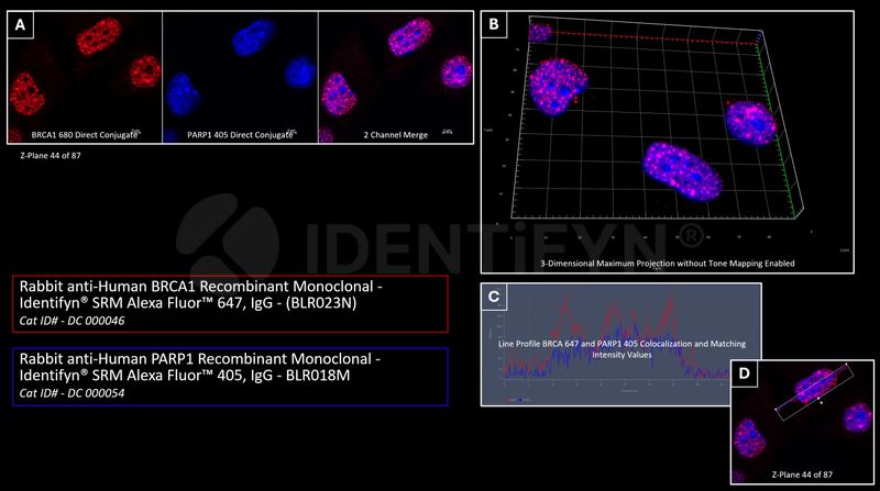 Widefield SIM | Rabbit anti-Human BRCA1 Recombinant Monoclonal ...