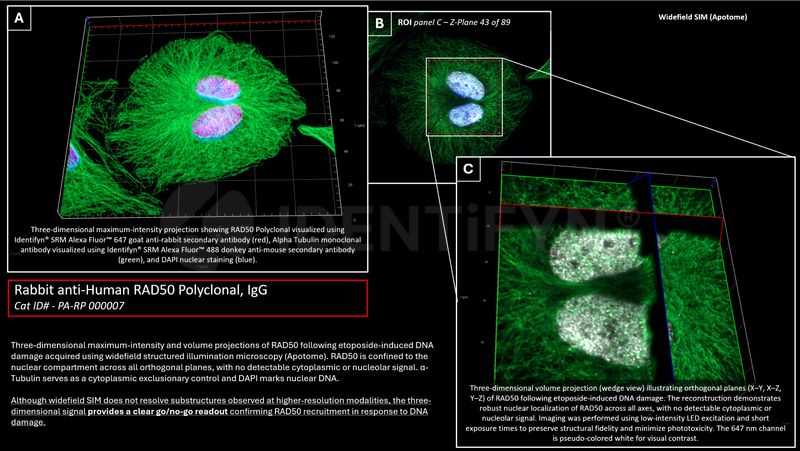 Widefield SIM | Rabbit anti-Human RAD50 Polyclonal | Primary Antibody ...