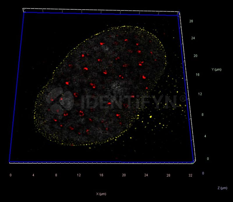 Super Resolution - SIM | Identifyn® SRM Alexa Fluor™ 680 Affinity ...