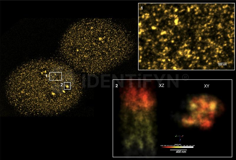 Super Resolution - Single Molecule STORM | Mouse anti-Human PARP1 ...